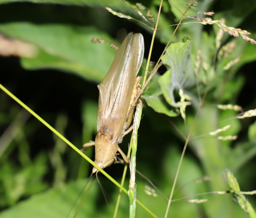 ヤナギ林周辺の草原_動きながら鳴き続けるクビキリギスの♂_2022年5月28日20時10分頃 気温23度